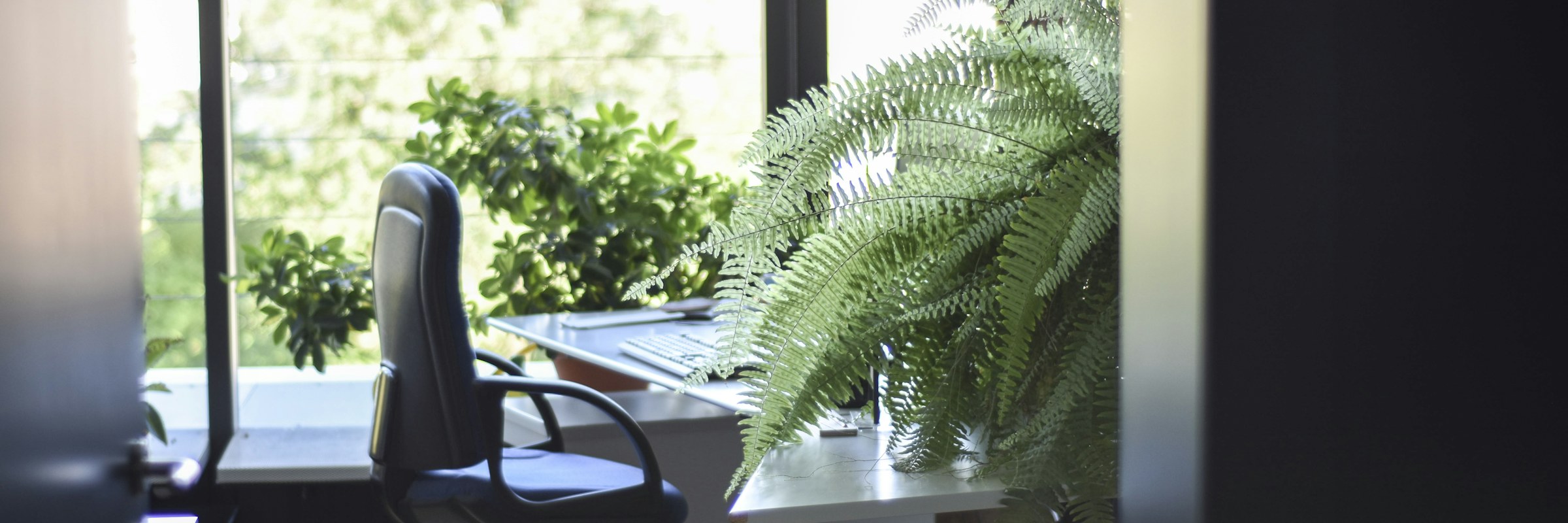Arbeitsplatz am Fenster mit Pflanze